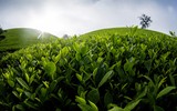 Đắm say với vẻ đẹp bất tận ở đồi chè Long Cốc