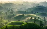Đắm say với vẻ đẹp bất tận ở đồi chè Long Cốc