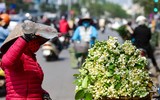 Hoa bưởi xuống phố