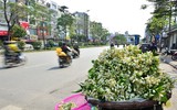 Hoa bưởi xuống phố