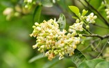 Hoa bưởi xuống phố