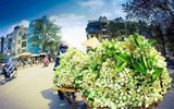 Hoa bưởi xuống phố