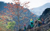 Thắp sáng cao nguyên đá bằng một màu hoa gạo