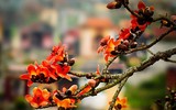 Thắp sáng cao nguyên đá bằng một màu hoa gạo