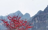 Thắp sáng cao nguyên đá bằng một màu hoa gạo