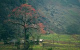 Thắp sáng cao nguyên đá bằng một màu hoa gạo