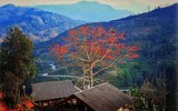 Thắp sáng cao nguyên đá bằng một màu hoa gạo