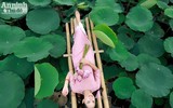 Ngắm nữ sinh dân tộc Thái dịu dàng trong tà áo dài truyền thống