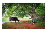 Sắc màu cuộc sống qua những góc ảnh của cựu học sinh PTTH Hà Nội