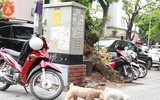 Chó thả rông ở Hà Nội, chủ nuôi sẽ bị phạt