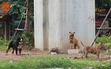 Chó thả rông ở Hà Nội, chủ nuôi sẽ bị phạt