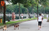 Chó thả rông ở Hà Nội, chủ nuôi sẽ bị phạt