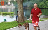 Chó thả rông ở Hà Nội, chủ nuôi sẽ bị phạt