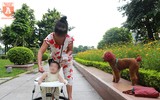 Chó thả rông ở Hà Nội, chủ nuôi sẽ bị phạt