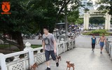 Chó thả rông ở Hà Nội, chủ nuôi sẽ bị phạt