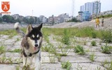 Chó thả rông ở Hà Nội, chủ nuôi sẽ bị phạt
