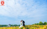 Cánh đồng thạch thảo tím đốn tim giới trẻ Hà Nội
