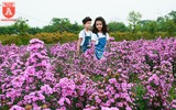 Cánh đồng thạch thảo tím đốn tim giới trẻ Hà Nội