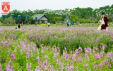 Cánh đồng thạch thảo tím đốn tim giới trẻ Hà Nội