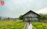 Cánh đồng thạch thảo tím đốn tim giới trẻ Hà Nội