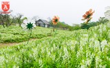Cánh đồng thạch thảo tím đốn tim giới trẻ Hà Nội
