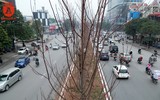 Hà Nội: Hàng cây phong lá đỏ được trồng trên đường Trần Duy Hưng