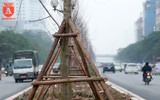 Hà Nội: Hàng cây phong lá đỏ được trồng trên đường Trần Duy Hưng
