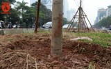 Hà Nội: Hàng cây phong lá đỏ được trồng trên đường Trần Duy Hưng