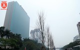 Hà Nội: Hàng cây phong lá đỏ được trồng trên đường Trần Duy Hưng