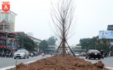 Hà Nội: Hàng cây phong lá đỏ được trồng trên đường Trần Duy Hưng