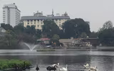 Ngắm đàn thiên nga tại 'nhà mới'- hồ Thiền Quang