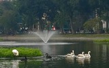 Ngắm đàn thiên nga tại 'nhà mới'- hồ Thiền Quang