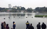 Ngắm đàn thiên nga tại 'nhà mới'- hồ Thiền Quang