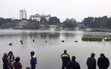 Ngắm đàn thiên nga tại 'nhà mới'- hồ Thiền Quang