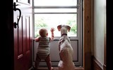 [ẢNH] Chó ngao Tây Tạng - mối đe dọa chết người khoác áo 