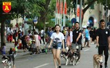 Hà Nội: Báo động tình trạng chó thả rông bất chấp nhiều tai nạn chết người