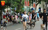 Hà Nội: Báo động tình trạng chó thả rông bất chấp nhiều tai nạn chết người