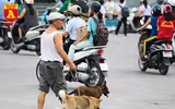 Hà Nội: Báo động tình trạng chó thả rông bất chấp nhiều tai nạn chết người