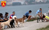 Hà Nội: Báo động tình trạng chó thả rông bất chấp nhiều tai nạn chết người
