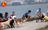 Hà Nội: Báo động tình trạng chó thả rông bất chấp nhiều tai nạn chết người