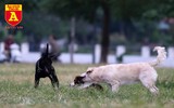 Hà Nội: Báo động tình trạng chó thả rông bất chấp nhiều tai nạn chết người