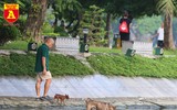 Hà Nội: Báo động tình trạng chó thả rông bất chấp nhiều tai nạn chết người