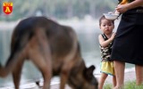 Hà Nội: Báo động tình trạng chó thả rông bất chấp nhiều tai nạn chết người