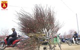 Chợ hoa Nhật Tân tấp nập những ngày cuối năm