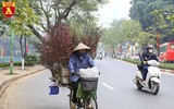 Chợ hoa Nhật Tân tấp nập những ngày cuối năm