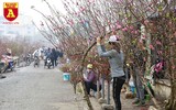 Chợ hoa Nhật Tân tấp nập những ngày cuối năm