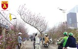 Chợ hoa Nhật Tân tấp nập những ngày cuối năm