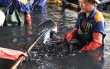 Công nhân dầm mình dưới bùn làm sạch sông Tô Lịch