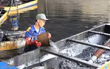 Công nhân dầm mình dưới bùn làm sạch sông Tô Lịch