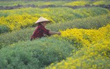 Giới trẻ Hà thành rạng rỡ ‘check in’ tại cánh đồng hoa cúc chi